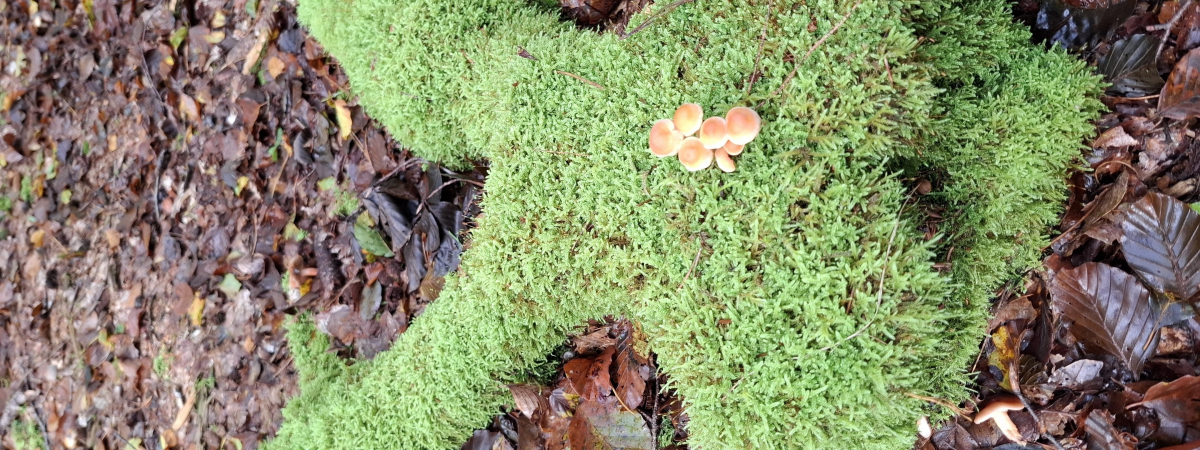 Herbst